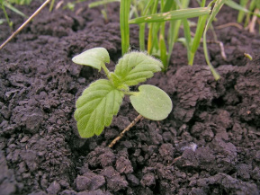 Пикульник обыкновенный, жабрей