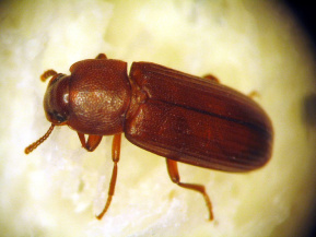 Мучной хрущак