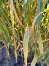 Ржавчина корончатая