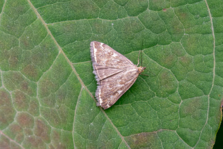 Луговой мотылек