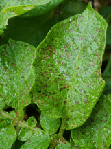 Альтернариоз