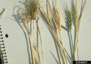 Ломкость стеблей