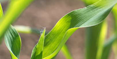 Гербициды для применения на посевах кукурузы