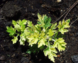 Полынь обыкновенная