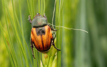 Хлебный жук кузька