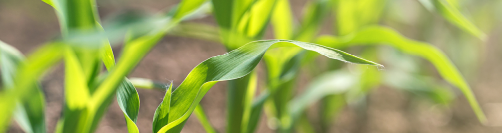Гербициды для применения на посевах кукурузы
