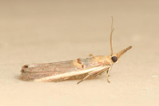 Бобовая огневка