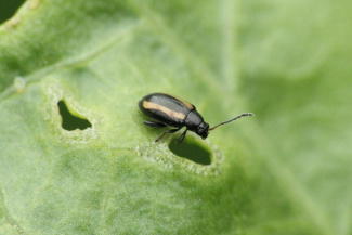 Крестоцветные блошки