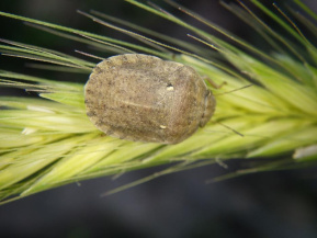 Клоп вредная черепашка