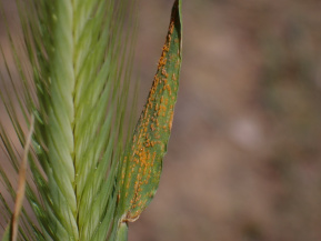 Карликовая ржавчина