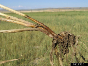 Фузариозная корневая гниль