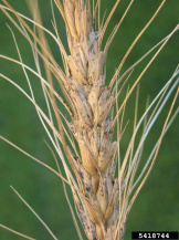 Чернь колоса