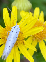 Плодовая моль