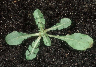 Одуванчик лекарственный