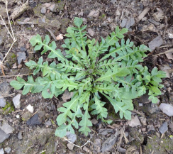 Пастушья сумка