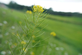 Гулявник (виды)