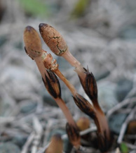 Хвощ полевой