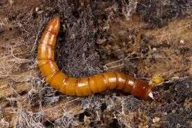 Проволочники