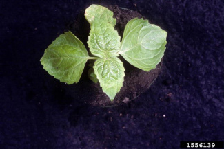 Галинсога мелкоцветная