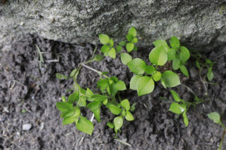 Звездчатка средняя