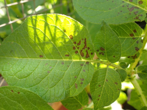 Фитофтороз