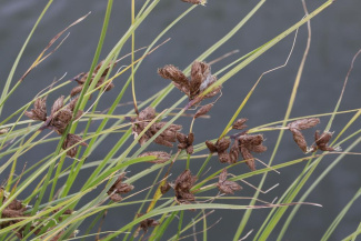 Клубнекамыш (виды)