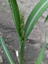 Просо куриное