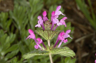 Яснотка стеблеобъемлющая