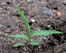 Щетинник сизый (мышей)