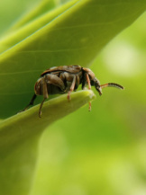 Гороховая зерновка