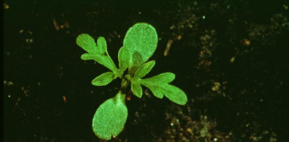 Амброзия полыннолистная