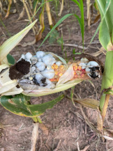 Пузырчатая головня