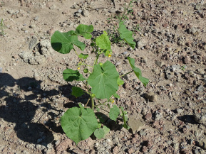 Канатник Теофраста