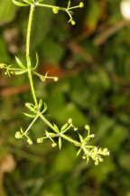 Подмаренник цепкий