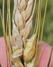 Фузариоз колоса