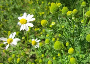 Ромашка (виды)