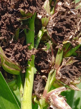 Пыльная головня кукурузы