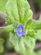 Вероника (виды) 