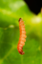 Сливовая плодожорка