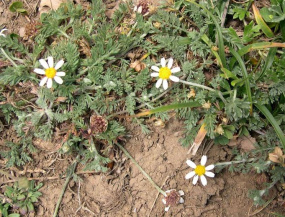 Пупавка полевая