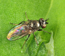 Внутристеблевая муха