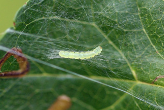 Моль яблонная минирующая