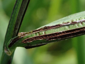 Стеблевая головня