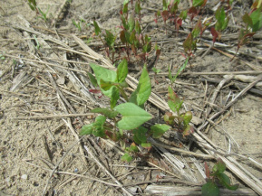 Гречишка вьюнковая