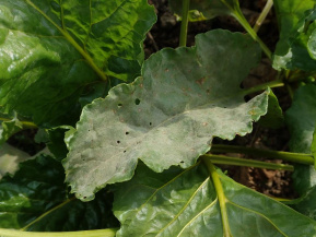 Мучнистая роса