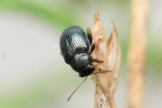 Свекловичные блошки