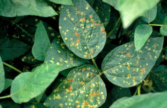 Пероноспороз