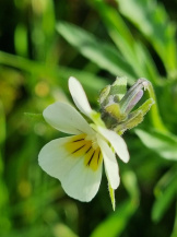 Фиалка полевая