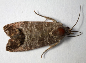 Яблонная плодожорка