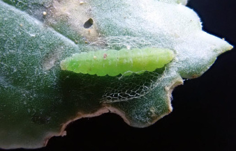 Капустная моль